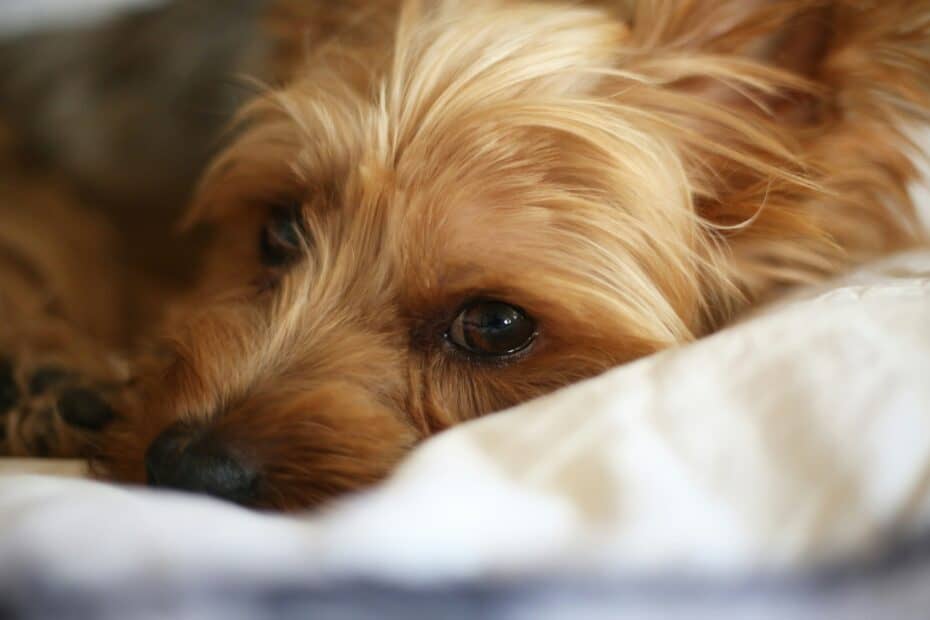 Hypoallergenic Dogs