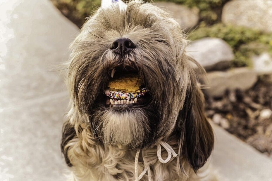 homemade dog food