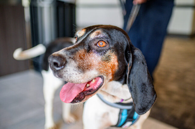 Types of Dog Skin Diseases With Pictures
