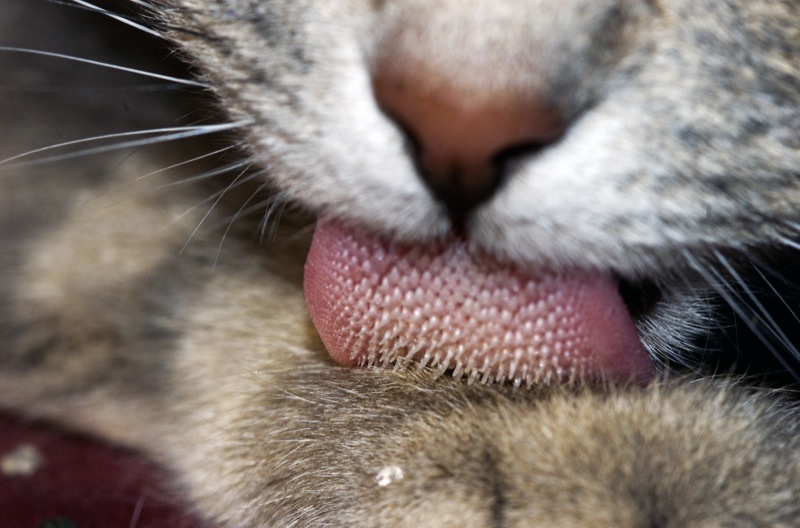 Cat Sneezing