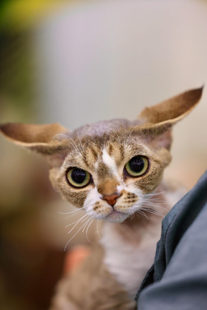 https://www.pexels.com/photo/close-up-of-a-big-eyed-devon-rex-cat-23427643/