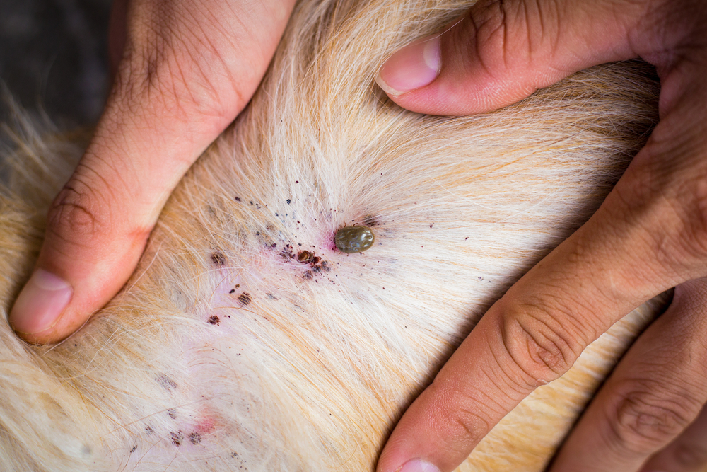 Types of Dog Skin Diseases With Pictures