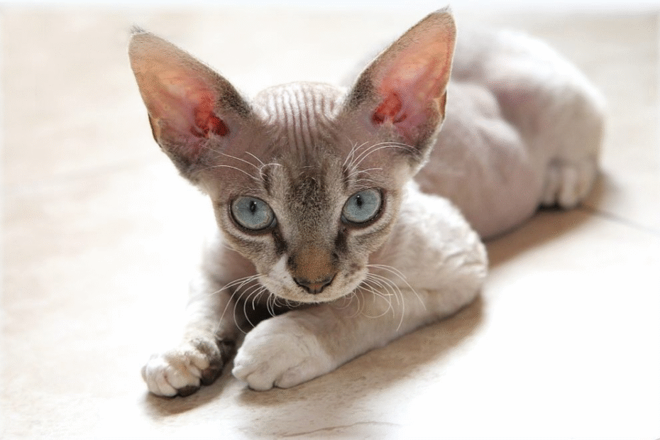 Devon Rex